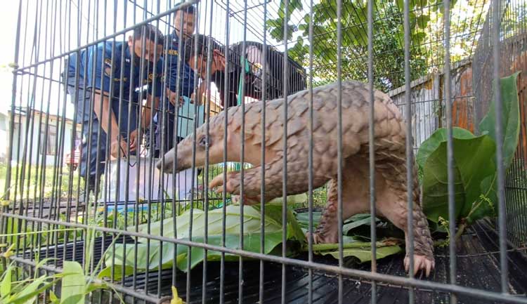 Kaget Ada Satwa ini di Samping Rumah, Warga Sampit Lapor Disdamkarmat  