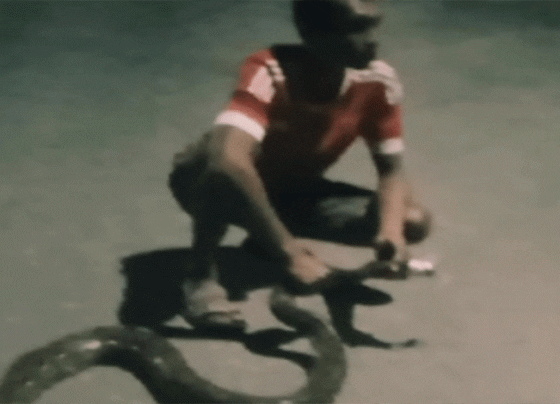 Sunarno berusaha menaklukan ular piton dengan panjang 4 meter Senin dini hari 31 Oktober 2022