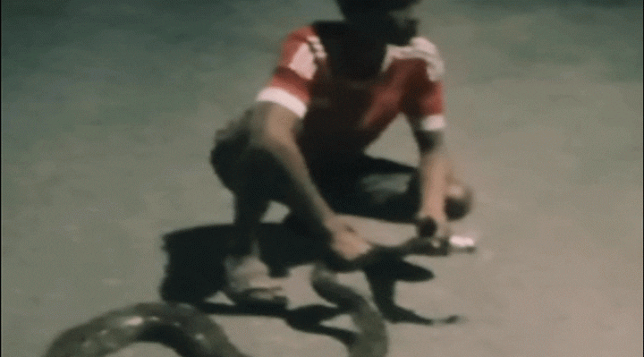 Sunarno berusaha menaklukan ular piton dengan panjang 4 meter Senin dini hari 31 Oktober 2022