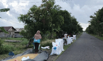 Warga Desa Lampuyang menjemur padi.