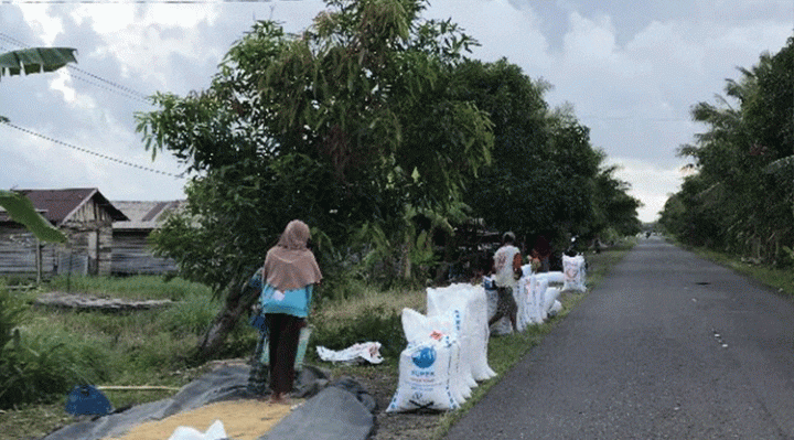 Warga Desa Lampuyang menjemur padi.