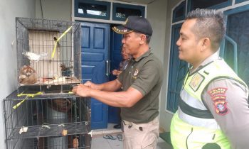 Asep anggota Satlantas Kotim menyerahkan kukang yang diselamatkannya ke petugas BKSDA Pos Jaga Sampit Selasa 6 Desember 2022