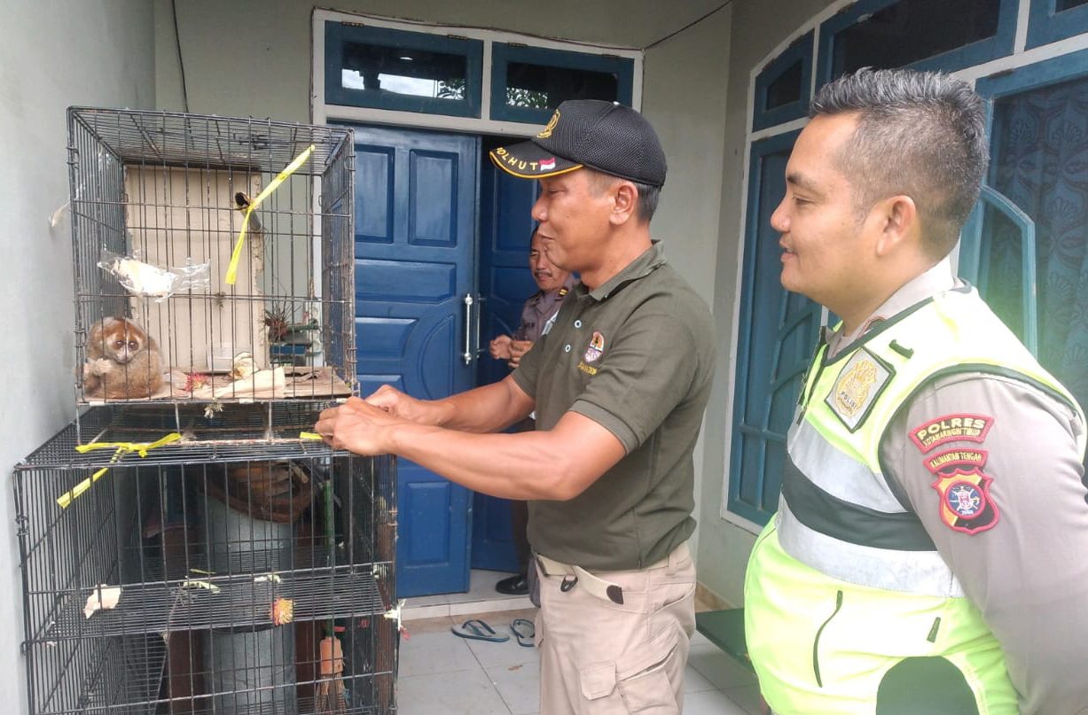 Seekor Kukang Tersasar di Halaman Rumah Polisi
