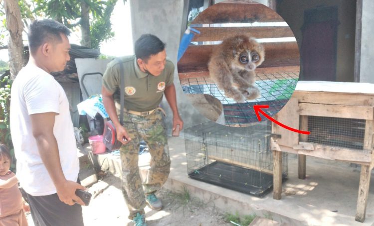 Ditemukan dalam Kondisi Memprihatinkan, Seekor Kukang Diserahkan ke BKSDA Pos Jaga Sampit
