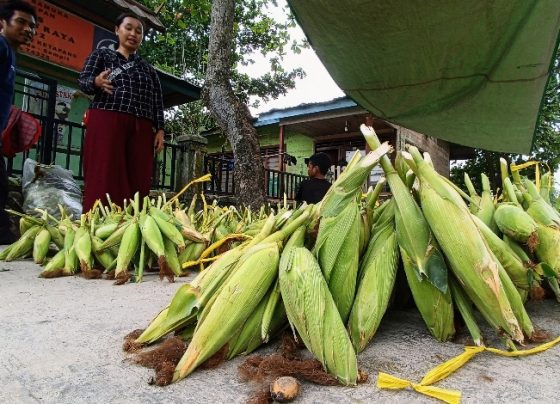 Lapak penjual jagung di Jalan Ir Juanda Sampit Kotawaringin Timur.