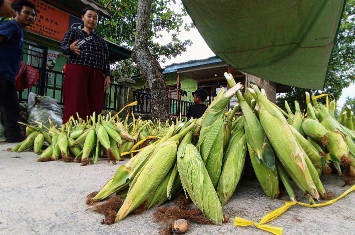 Baru Satu Hari Jualan, Jagung Sebanyak Dua Pikap Habis Terjual