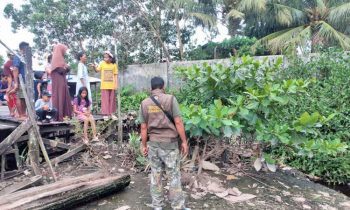 Buaya Muncul di Tengah Permukiman Penduduk Jalan H Imran Sampit