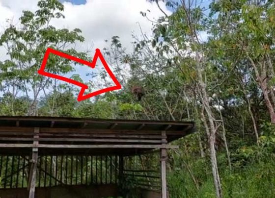 Orangutan yang mendekati permukiman sempat direkam oleh warga