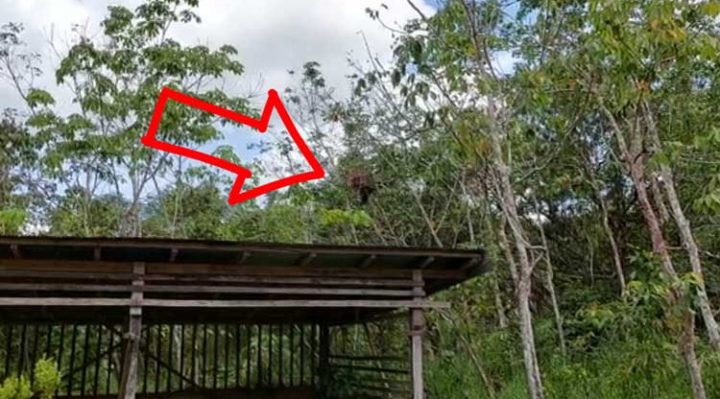 Orangutan yang mendekati permukiman sempat direkam oleh warga