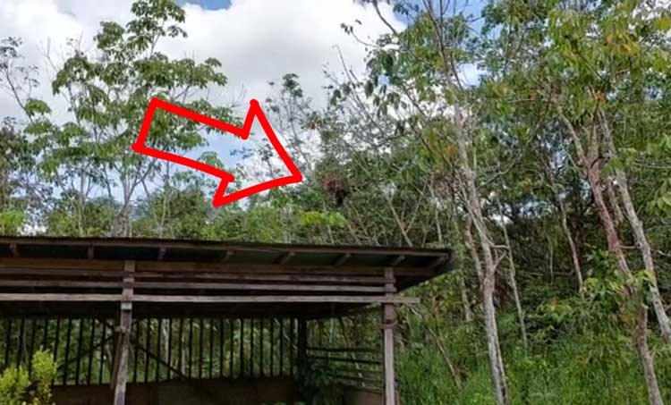 Warga di Dua Lokasi ini Resah, Ada Orangutan Berkeliaran di Kebun