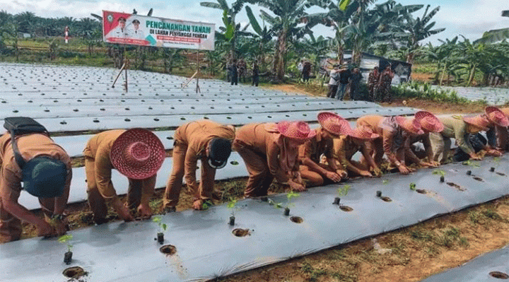 Penanaman perdana di lahan penyangga Kelompok Tani Sudi Makmur Desa Mekar Jaya Kecamatan Parenggean Selasa 20 Desember 2022.