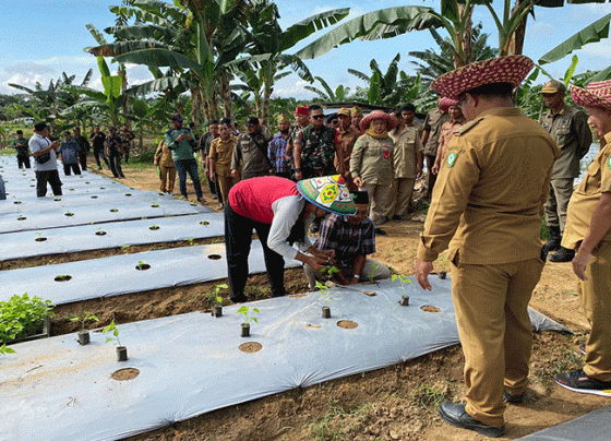 Persiapan pencanangan tanam cabai secara simbolis di Desa Makmur Jaya Kecamatan Parenggean Selasa 20 Desember 2022.