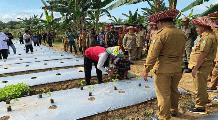 Persiapan pencanangan tanam cabai secara simbolis di Desa Makmur Jaya Kecamatan Parenggean Selasa 20 Desember 2022.