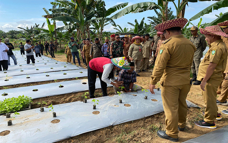 Menarik! Begini Kalkulasi Penghasilan Petani Cabai
