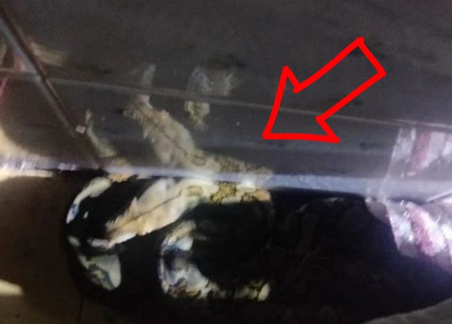 Warga Baamang ini Kaget, Ular Menyelinap Sembunyi di Belakang Lemarinya