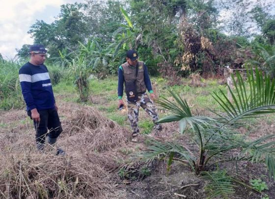 Warga menunjukkan bukti tanaman kelapa sawit yang telah dirusak beruang madu kepada Komandan BKSDA Pos Jaga Sampit Muriansyah Sabtu 10 Desember 2022.