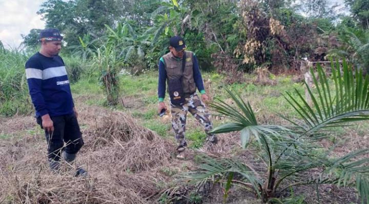 Warga menunjukkan bukti tanaman kelapa sawit yang telah dirusak beruang madu kepada Komandan BKSDA Pos Jaga Sampit Muriansyah Sabtu 10 Desember 2022.