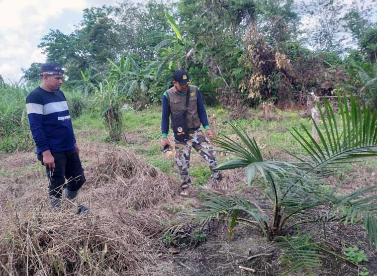 Beruang Madu Masuk Kebun dan Serang Ternak Warga di Desa Bapeang