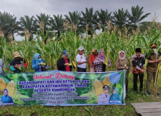 Bupati Kotim Halikinnor beserta jajaran saat memanen jagung di halaman kantor Kecamatan Serana Jumat 13 Januari 2023.