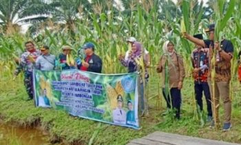Bupati Kotim Halikinnor saat panen jagung di halaman Kantor Kecamatan Seranau Jumat sore 13 Januari 2023.