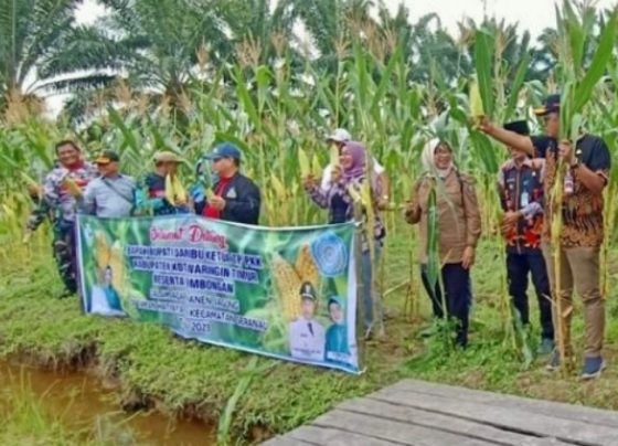 Bupati Kotim Halikinnor saat panen jagung di halaman Kantor Kecamatan Seranau Jumat sore 13 Januari 2023.
