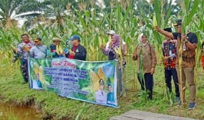 Bupati Kotim Halikinnor saat panen jagung di halaman Kantor Kecamatan Seranau Jumat sore 13 Januari 2023.