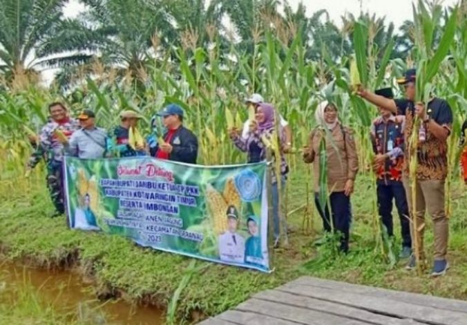 Kecamatan Seranau Sukses Tanam Jagung di Halaman Kantor
