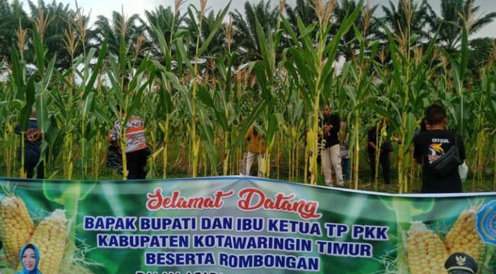 Legislator yang menjabat Wakil Ketua I DPRD Kotim Rudianur Dukung Imbauan Pemkab Optimalisasi Lahan Kosong untuk Kemandirian Pangan