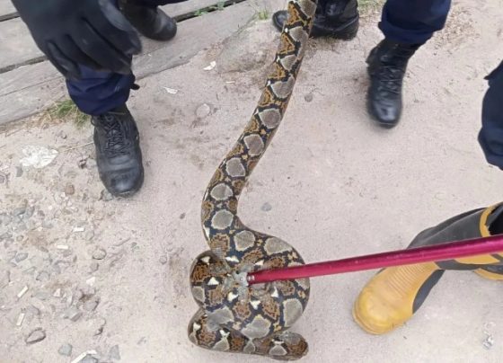 Petugas berupaya menangkap ular warung warga di Kecamatan Baamang Senin 231.