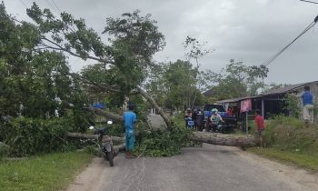 Pohon tumbang di Jalan H Imran pada Kami sore 26 Januari 2023