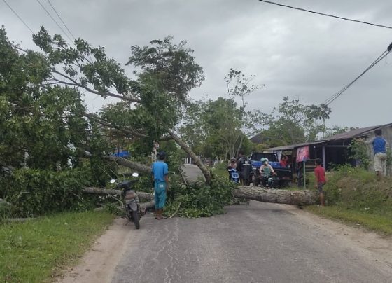 Pohon tumbang di Jalan H Imran pada Kami sore 26 Januari 2023