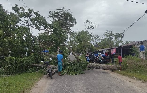 Pohon tumbang di Jalan H Imran pada Kami sore 26 Januari 2023