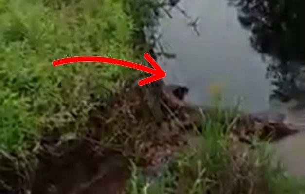 Buaya yang kembali menampakan diri di depan SMAN 1 Samuda Kecamatan Mentaya Hilir Selatan Sabtu 25 Februari 2023.