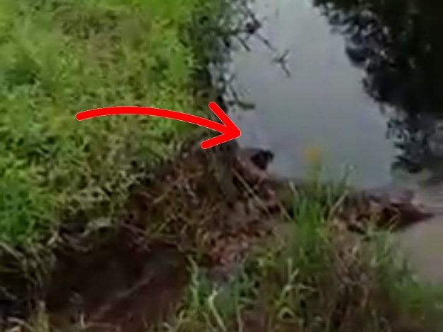 Awas! Ada Buaya Nongkrong di Depan SMA N 1 Samuda