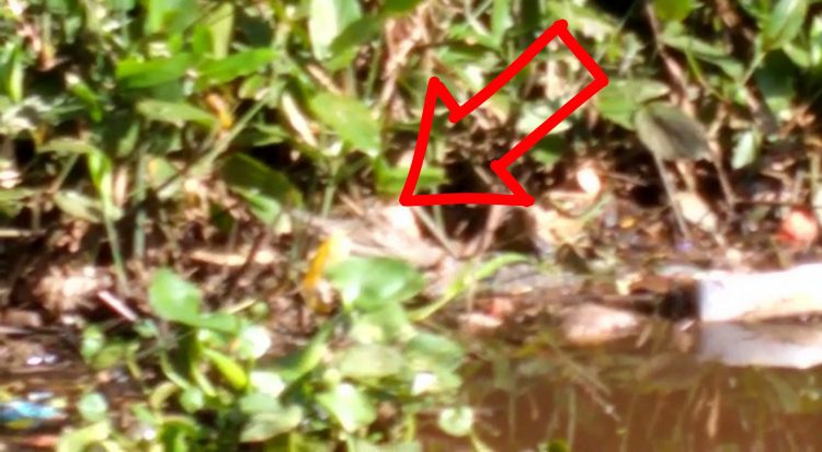 Sulit Ditangkap, Buaya Baru Muncul Lagi