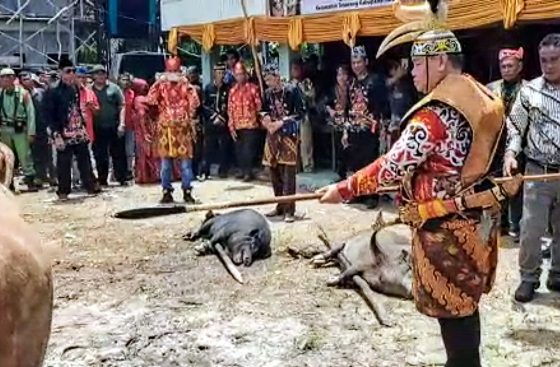 Bupati Kotim Halikinnor saat menombak kerbau dalam acara bayar hajat dan mapas laman sebabi di Kecamatan Telawang Minggu 192.