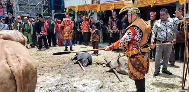 17 Damang Berikan Gelar Adat Antang Sanggarahan Matan Bulau untuk Halikinnor