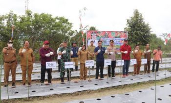 Gerakan menanam cabai yang dilakukan Pemerintah Kabupaten Pulang Pisau belum lama ini.