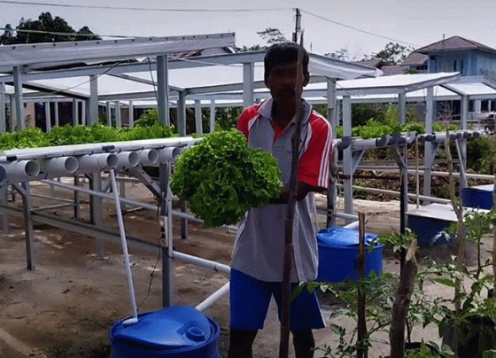 ILUSTRASI Petani di Kalteng memanen sayuran selada dari pertanian sistem hidroponik.