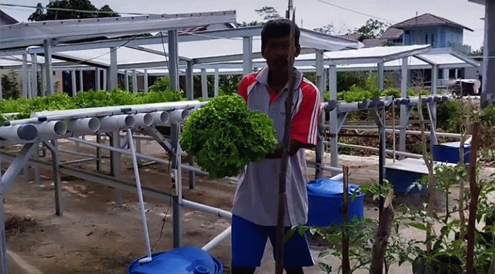 ILUSTRASI Petani di Kalteng memanen sayuran selada dari pertanian sistem hidroponik.