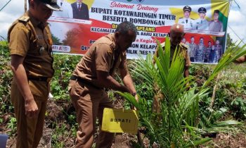 Kepala DPMD Sutimin saat menanam kelapa sawit didampingi Camat MB Ketapang Eddy Hidayat .