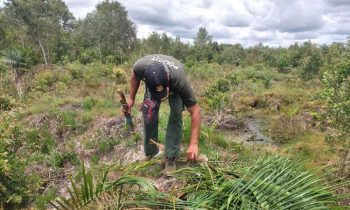 Komandan BKSDA Pos Jaga Sampit Muriansyah saat memeriksa tanaman kelapa sawit warga yang dirusak orangutan di Jalan Jenderal Sudirman kilometer 18 Sampit Kotim Senin 27 Februari 2023.