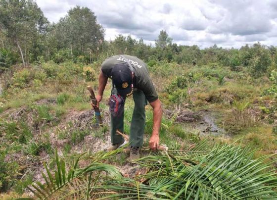Komandan BKSDA Pos Jaga Sampit Muriansyah saat memeriksa tanaman kelapa sawit warga yang dirusak orangutan di Jalan Jenderal Sudirman kilometer 18 Sampit Kotim Senin 27 Februari 2023.
