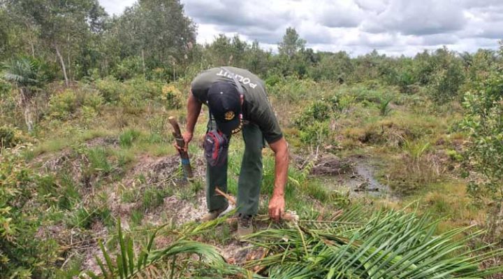 Komandan BKSDA Pos Jaga Sampit Muriansyah saat memeriksa tanaman kelapa sawit warga yang dirusak orangutan di Jalan Jenderal Sudirman kilometer 18 Sampit Kotim Senin 27 Februari 2023.