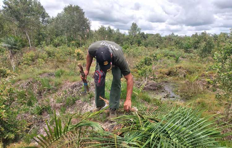 Orangutan Masuk dan Rusak Kebun Warga