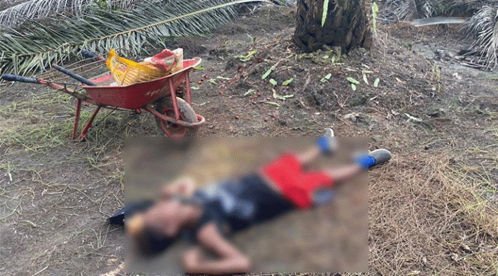 Mayat seorang buruh panen sawit ditemukan tergeletak saat memanen sawit Rabu 7 Februari 2023.