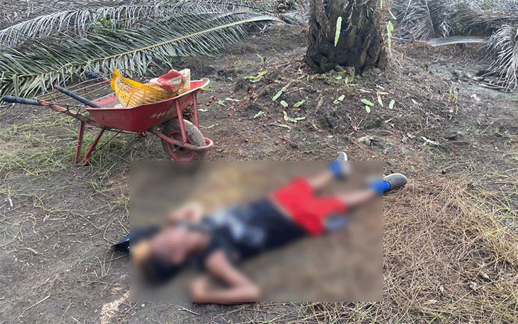 Buruh Panen Sawit Ditemukan Meninggal di Kebun, Jasadnya Sudah Dikerumuni Semut