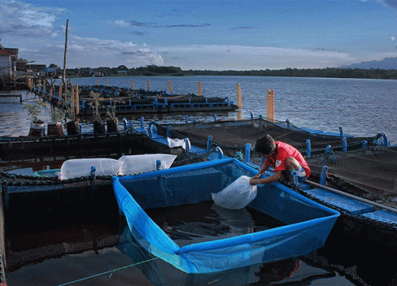 Perikanan budidaya merupakan salah satu potensi andalan bagi usaha masyarakat di Kabupaten Seruyan.