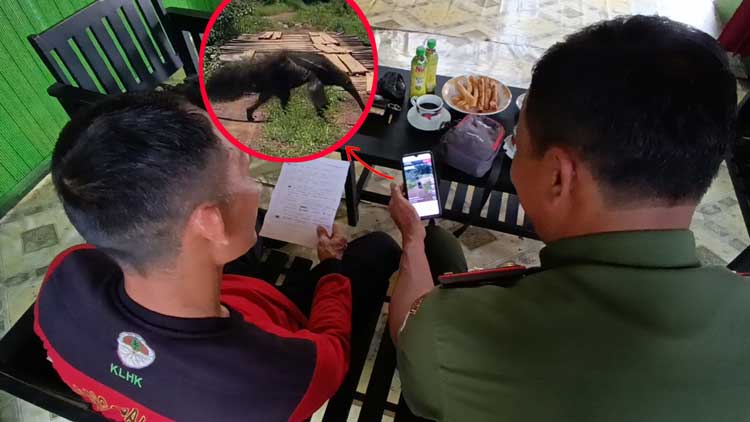 Video Hewan ini Beredar, Warga Kalteng Heboh  