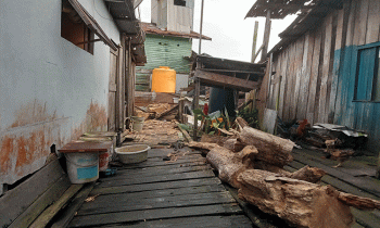Pohon sukun yang tumbang dan sudah dipotong menjadi beberapa bagian.